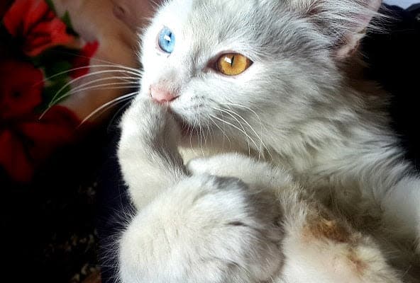 a close up of a white cat with blue eyes