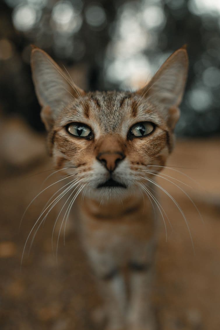 a close up of a cat looking at the camera