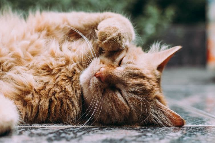 an orange cat laying on its back on a tiled floor