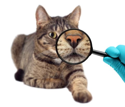 a cat is looking through a magnifying glass