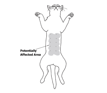 a drawing of a cat with its arms outstretched