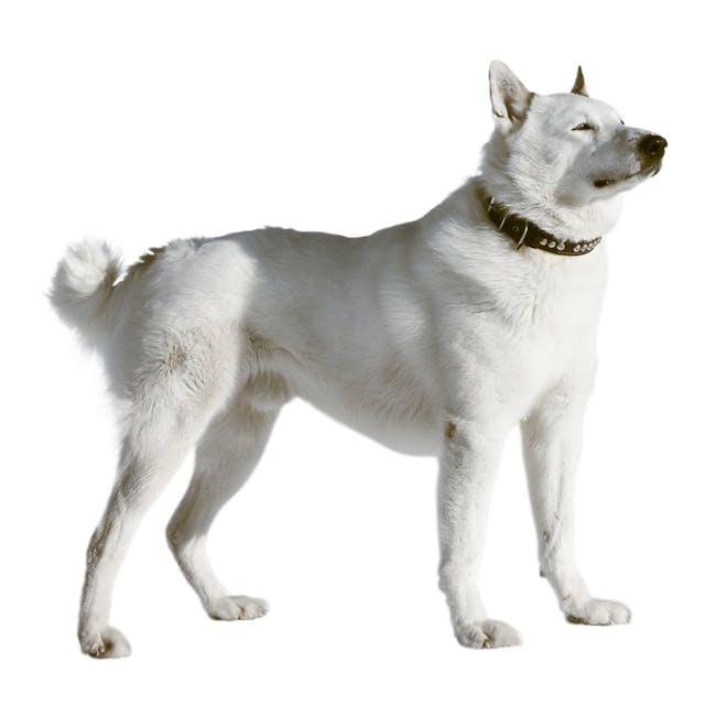 Swedish White Elkhound