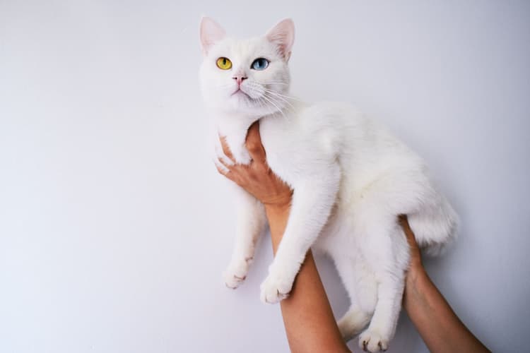 Odd Eyes in Cats (Heterochromia)