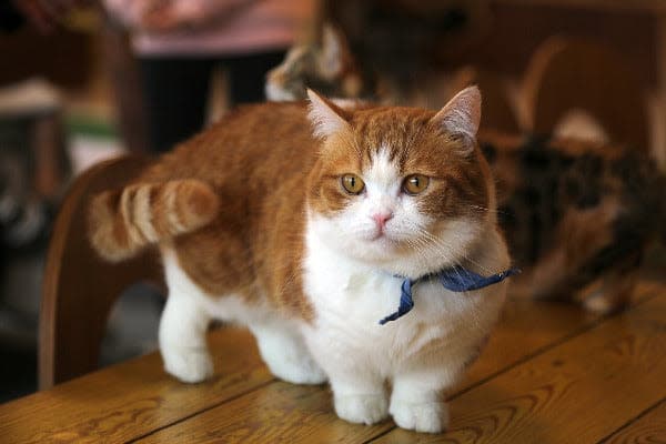 a cat is standing on a wooden table