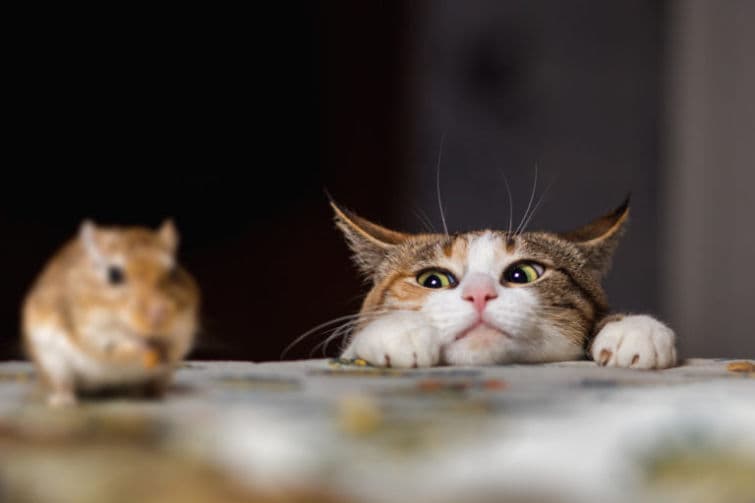 a cat and a hamster looking at the camera