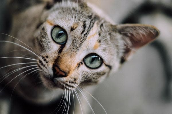 a close up of a cat with green eyes