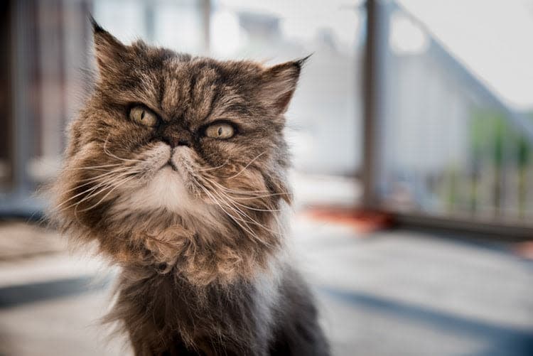 a close up of a cat looking at the camera