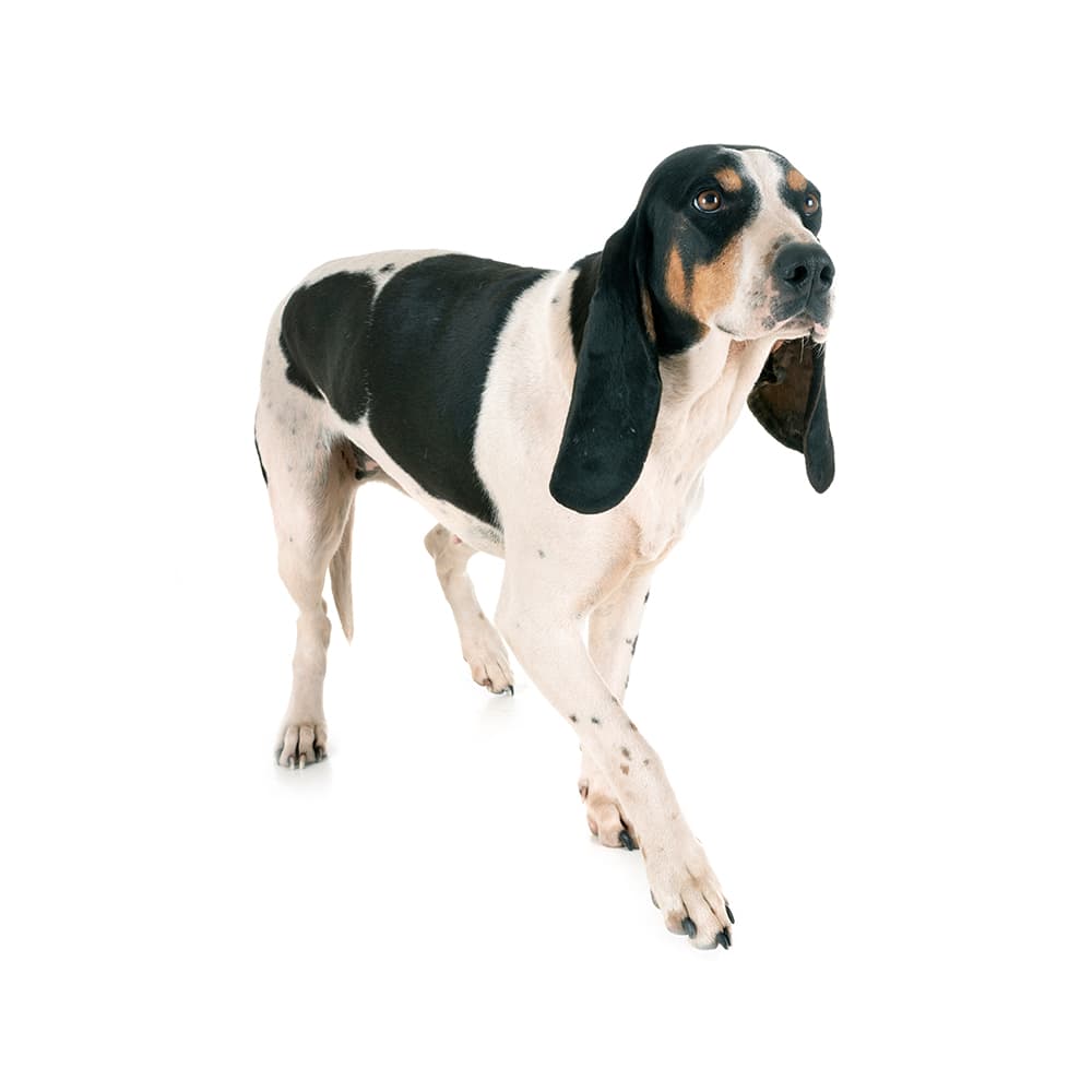 Small Swiss Hound