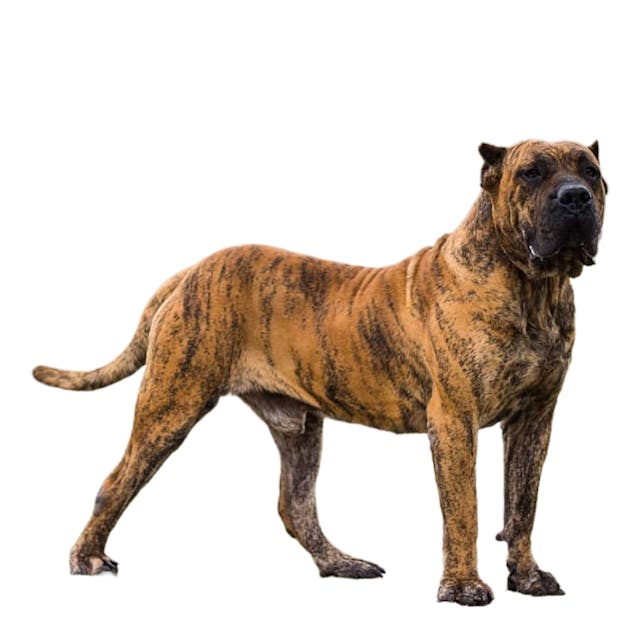 Canary Mastiff