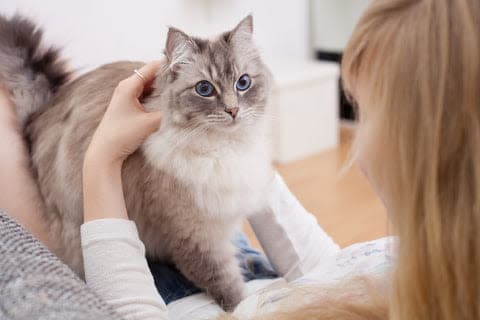 a woman petting a cat on the back of a couch