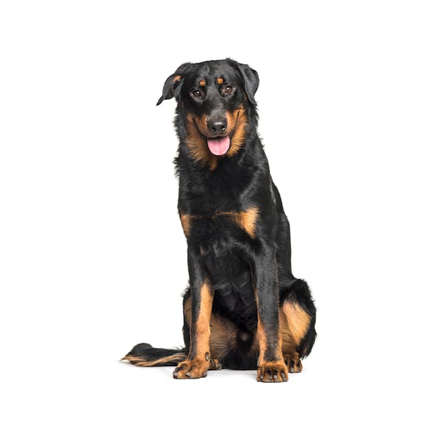 Beauceron