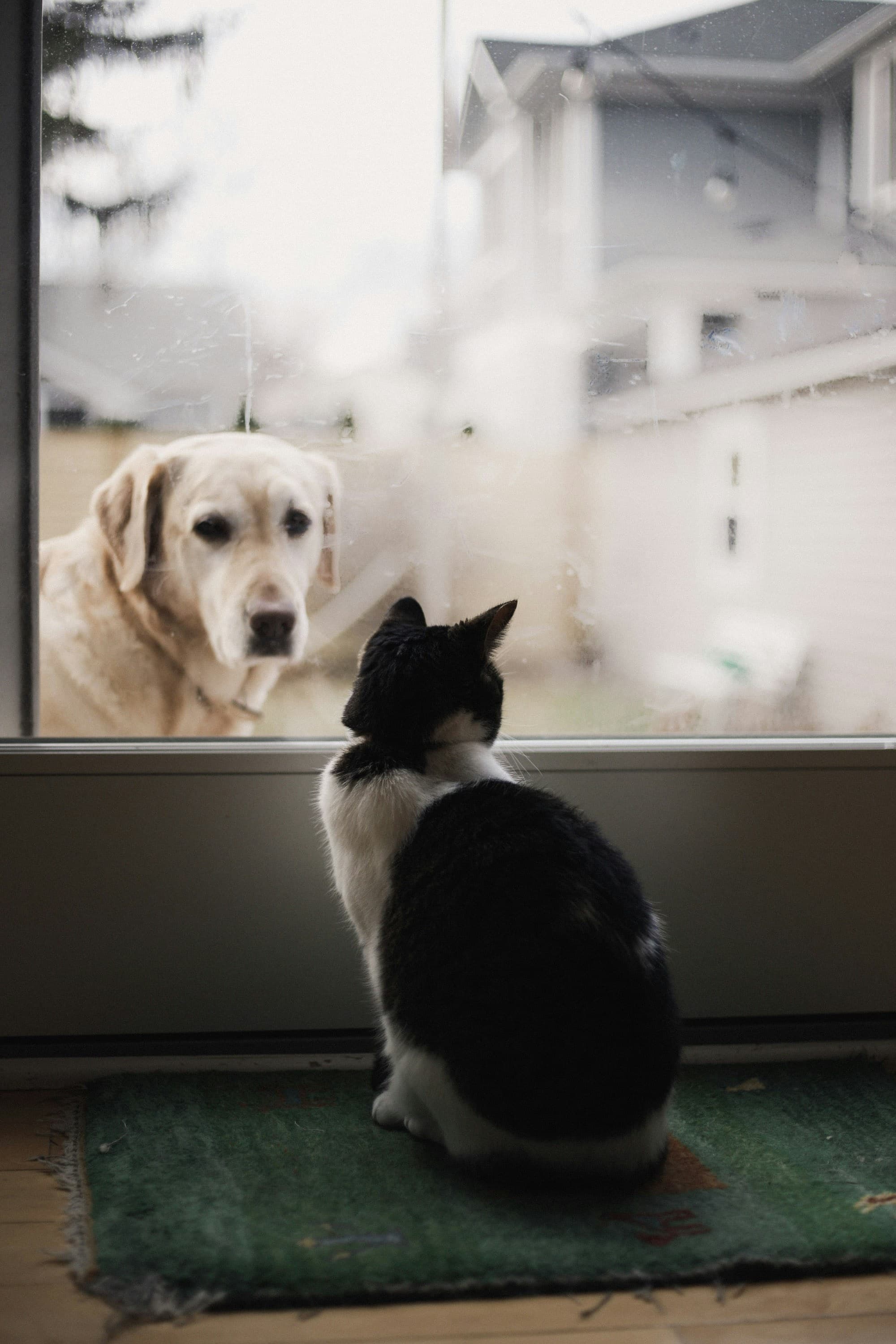 Can Dogs Eat Cat Food?