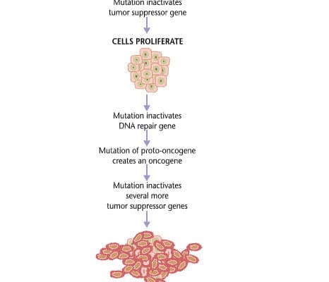 a diagram of the structure of a cell