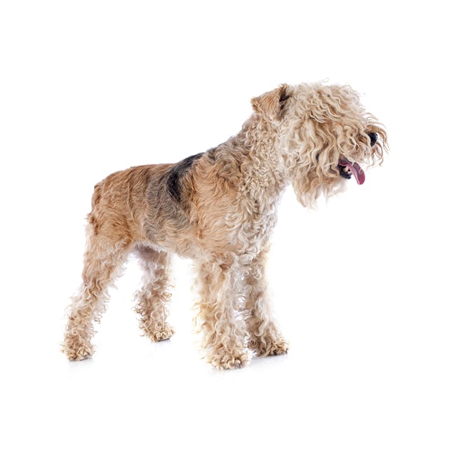 Lakeland Terrier