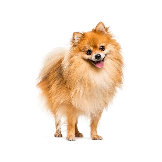 Pomeranian