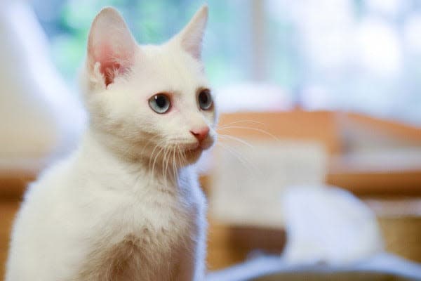 a white cat sitting on top of a wooden table