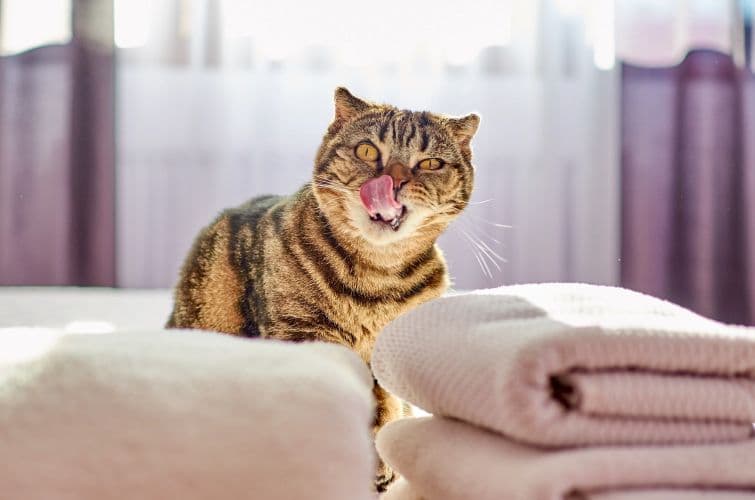 a cat sitting on a bed next to a stack of towels