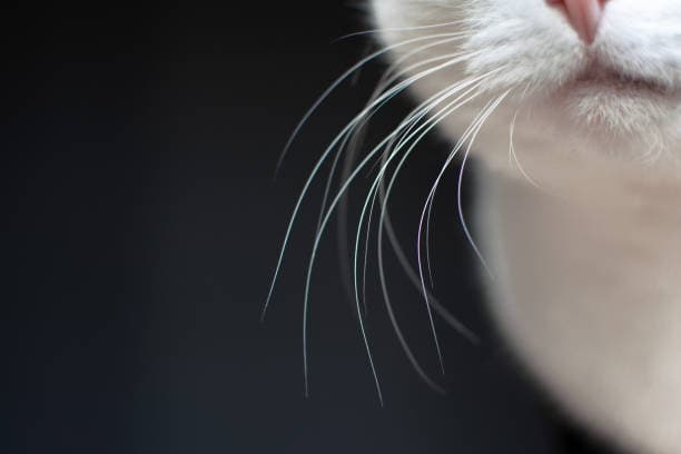 Why do cats have whiskers