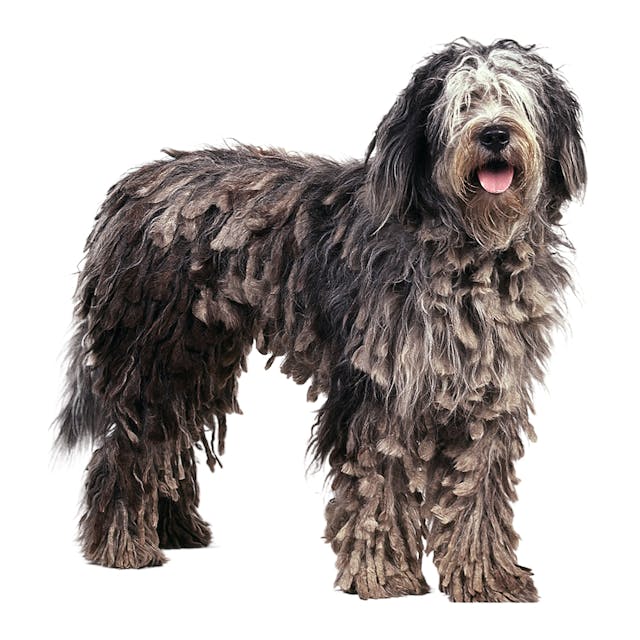 Bergamasco Sheepdog