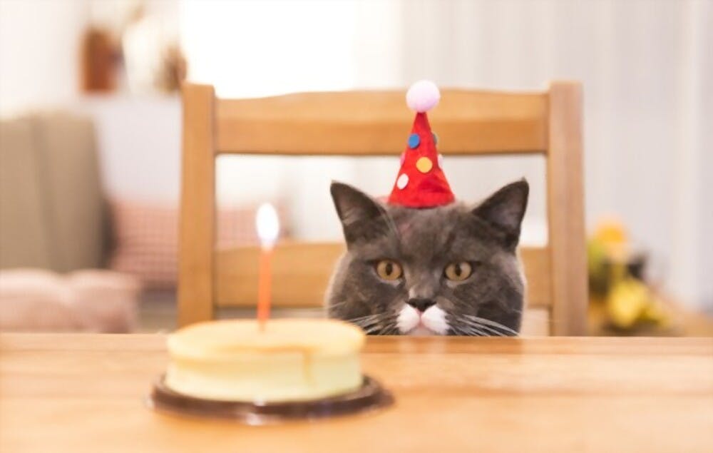 Cat Birthday Cake