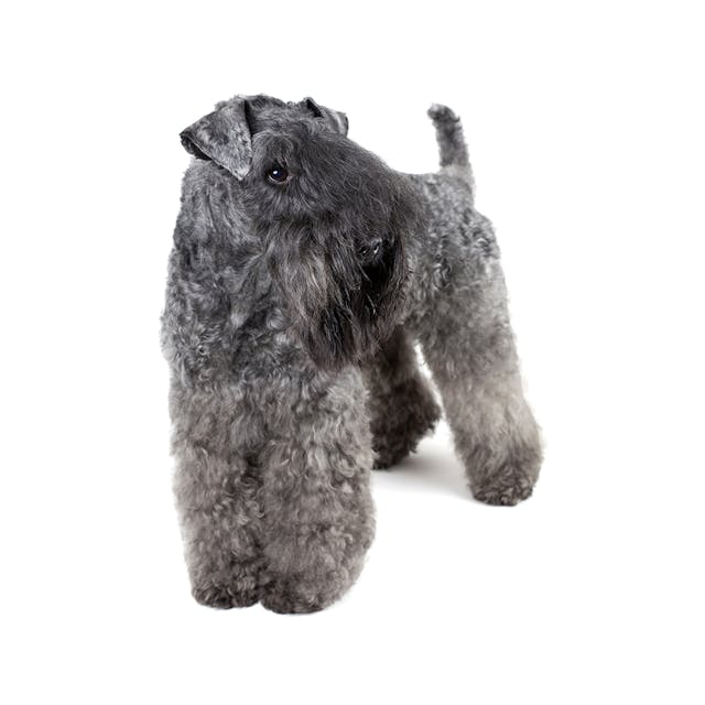 Kerry Blue Terrier