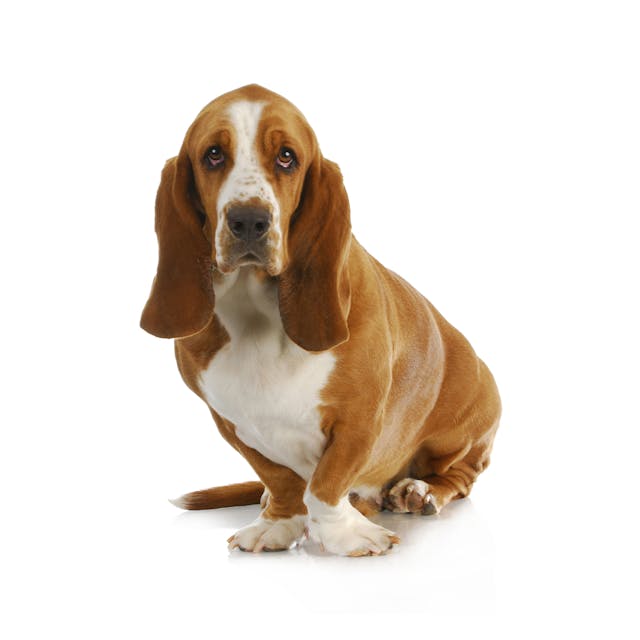 Basset Hound