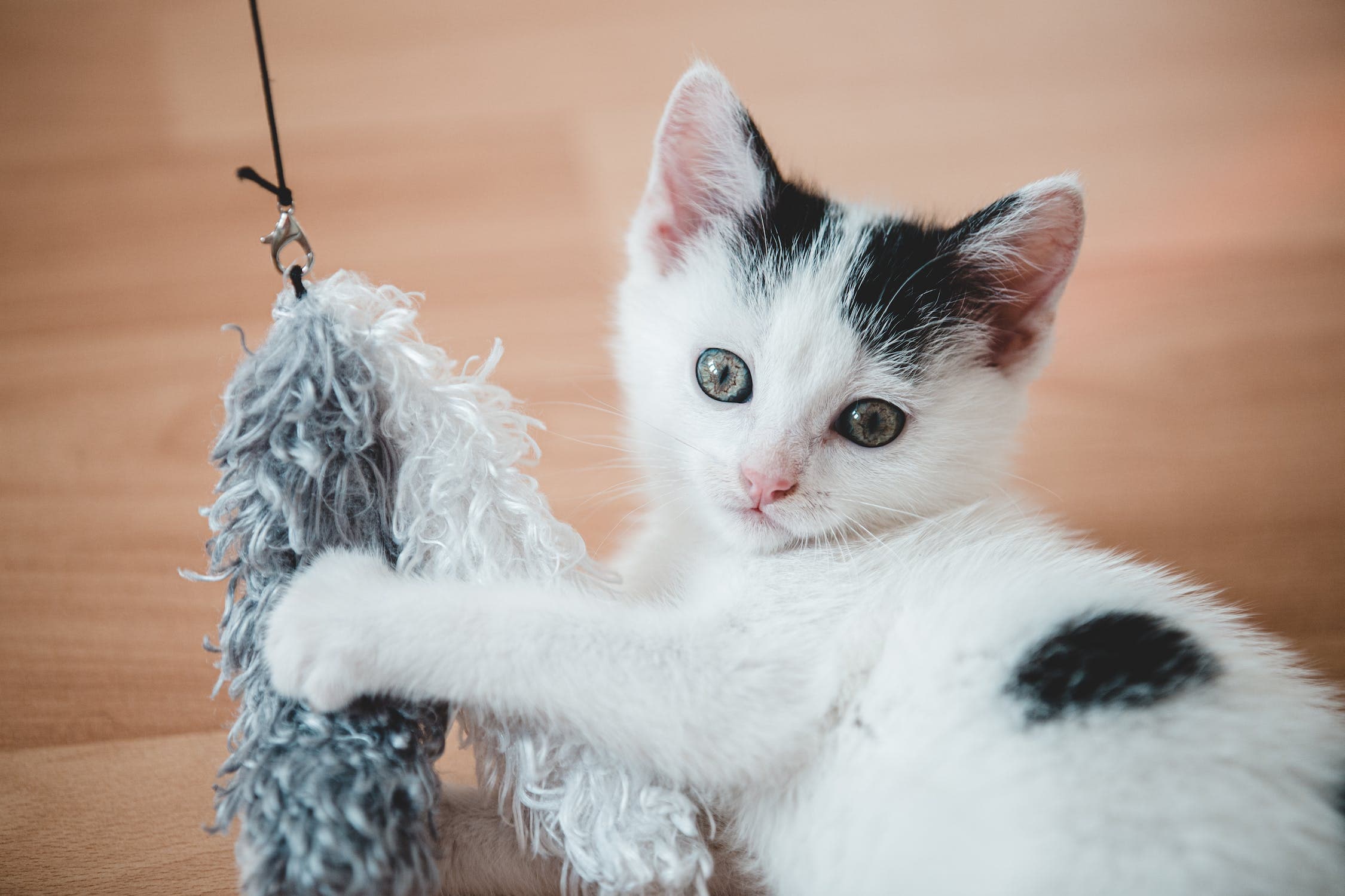 The 5 Best Kitten Teething Toys for Tiny Chewers