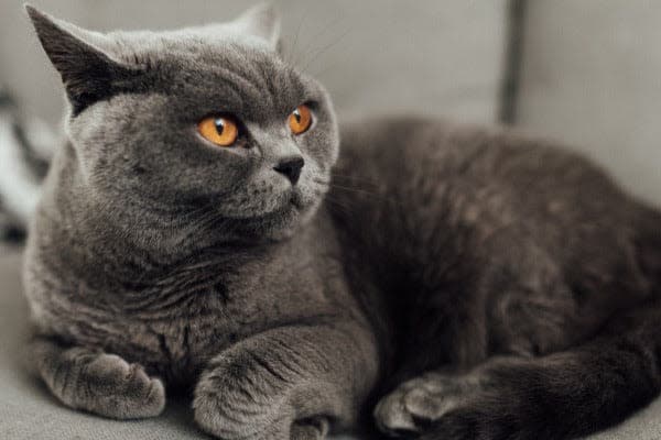 a gray cat with orange eyes laying on a couch