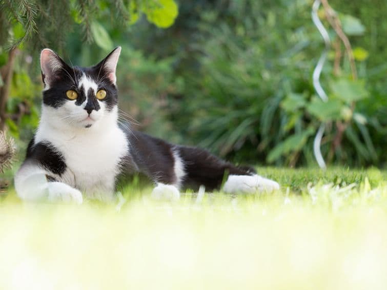 a black and white cat laying in the grass