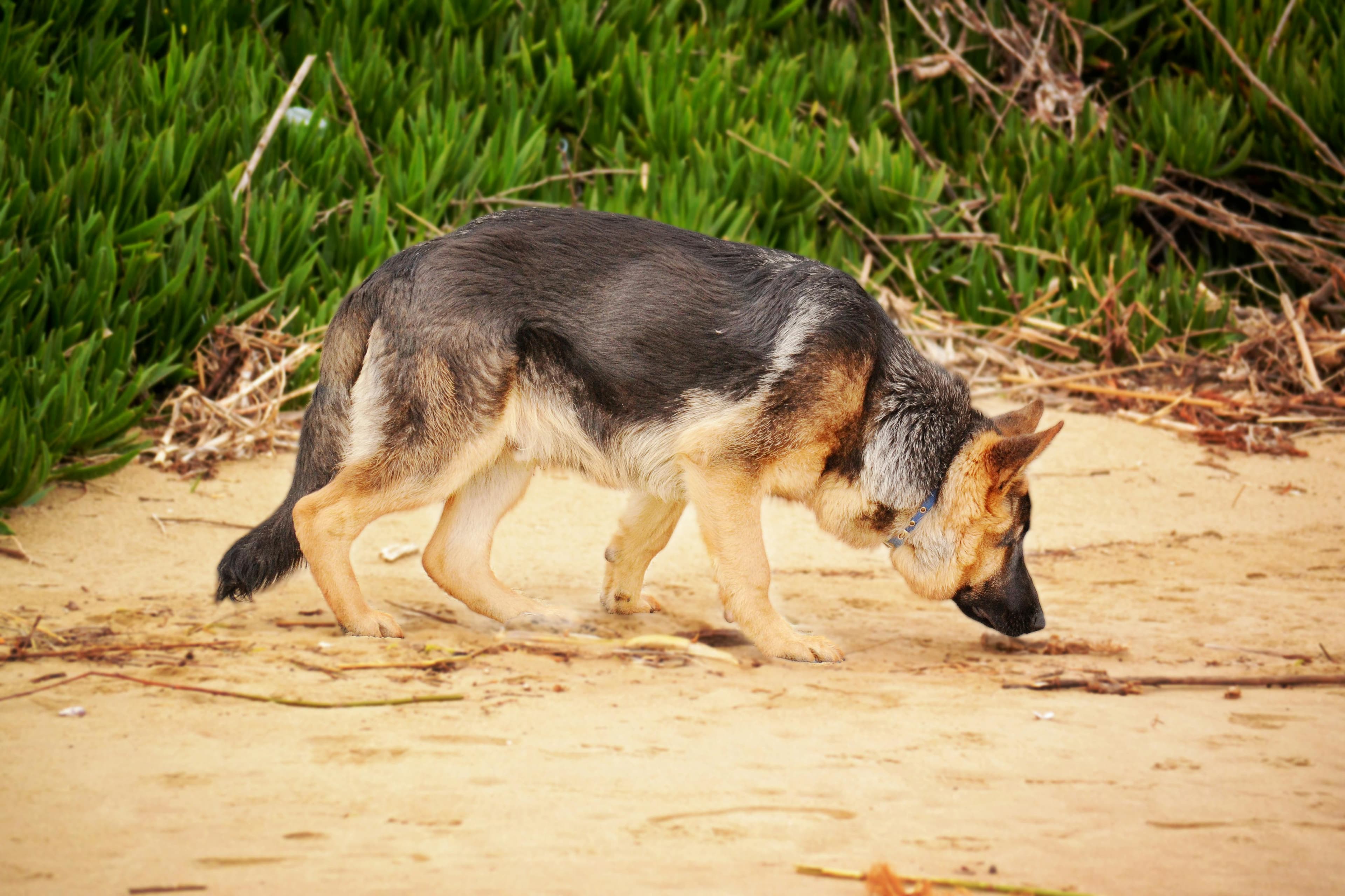 Scent Training for Dogs