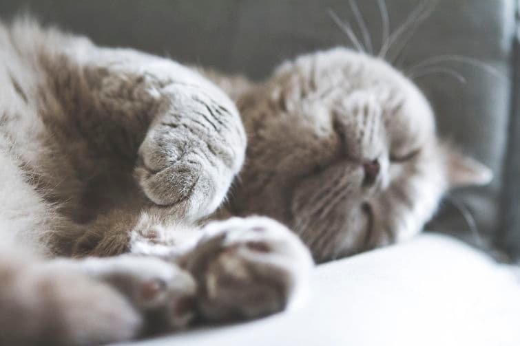 a gray cat is sleeping on a couch