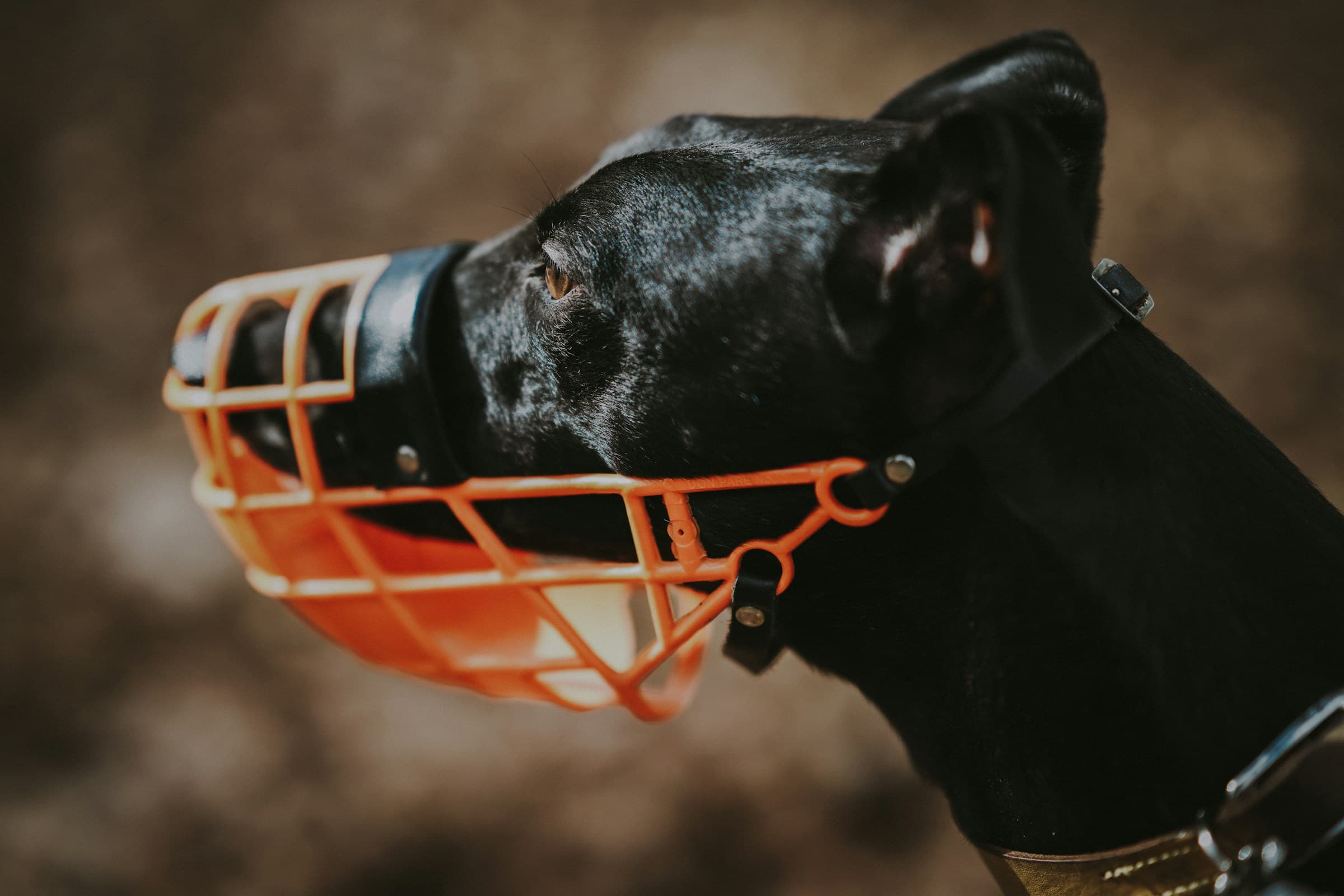 Muzzle Training