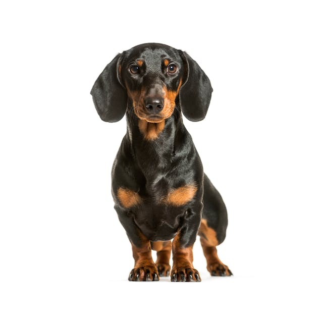 Dachshund