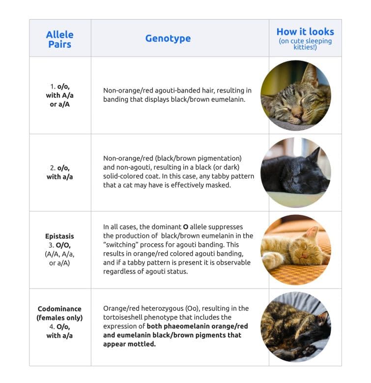 a table with four different types of cats