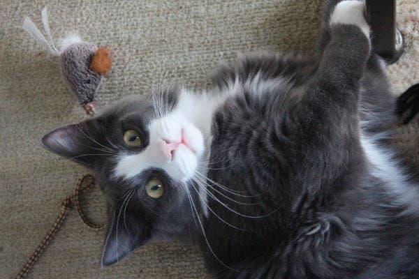 a black and white cat laying on its back on the floor