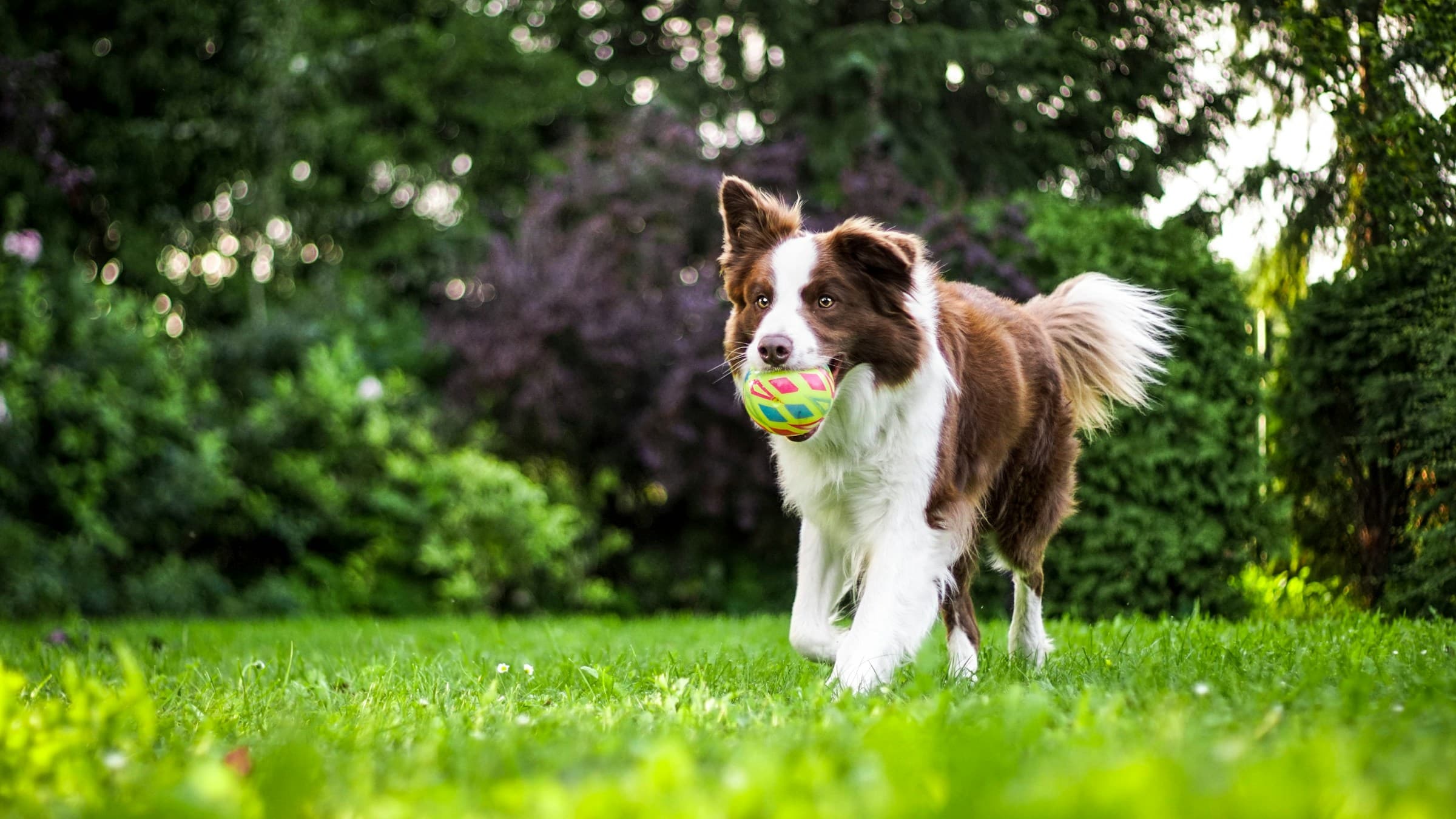 How to Help Your Dog Lose Weight