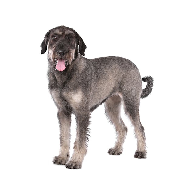 Giant Schnauzer