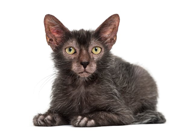 Lykoi