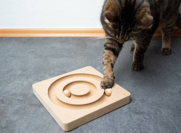 a cat playing with a toy on the floor