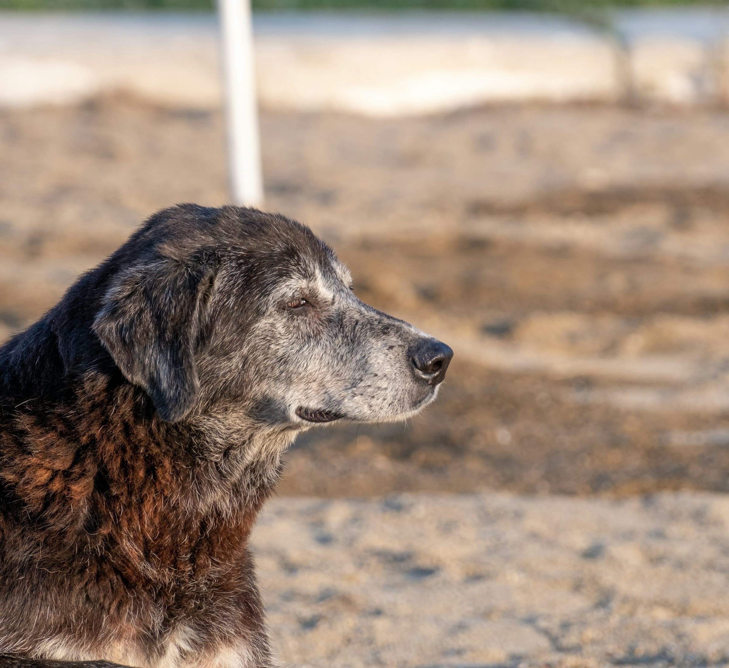 How to Care for a Blind Dog