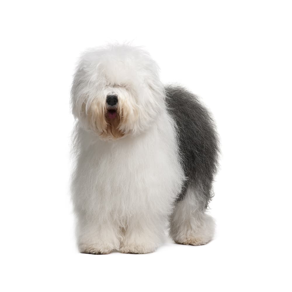 Old English Sheepdog