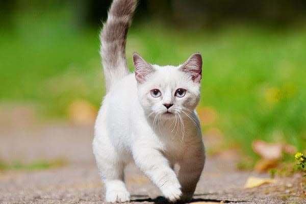 a white cat is walking on a path