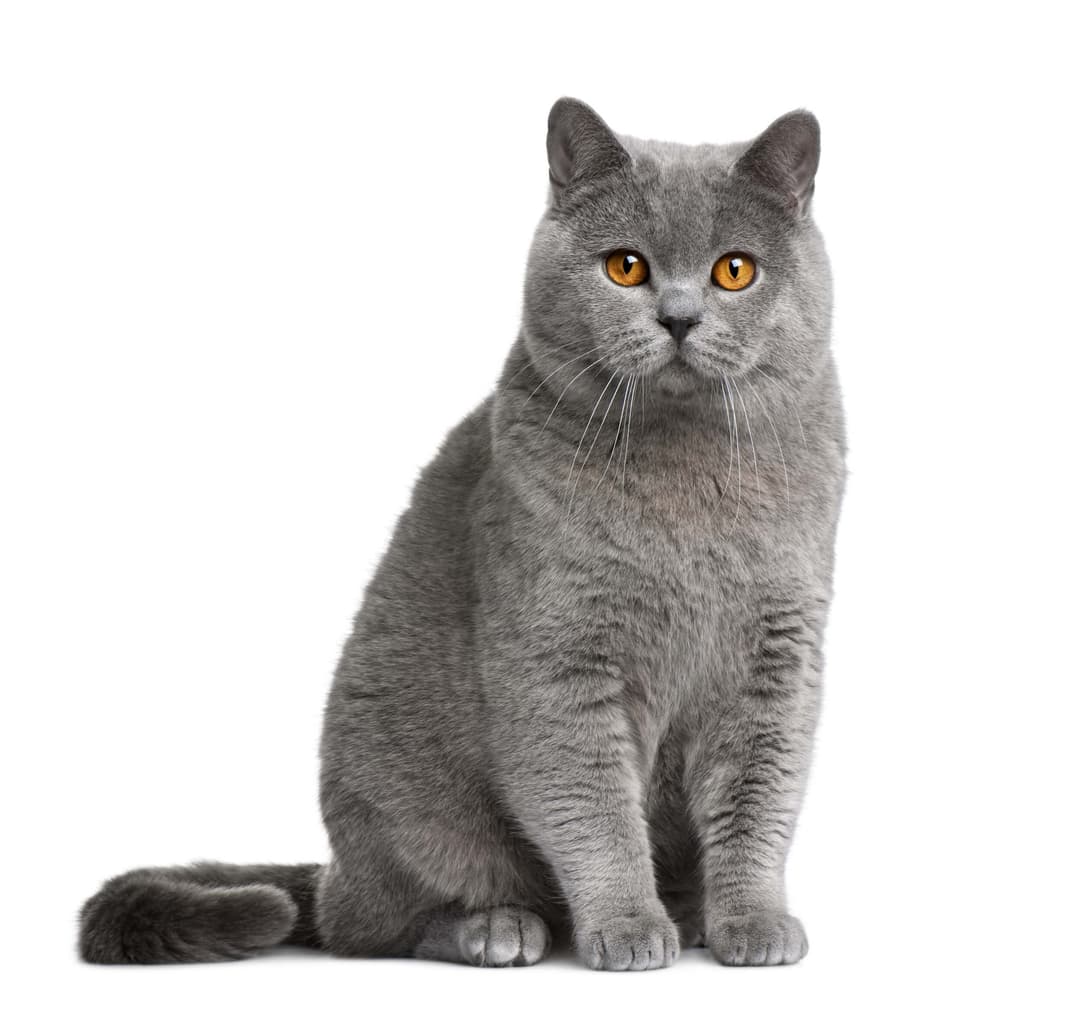 British Shorthair