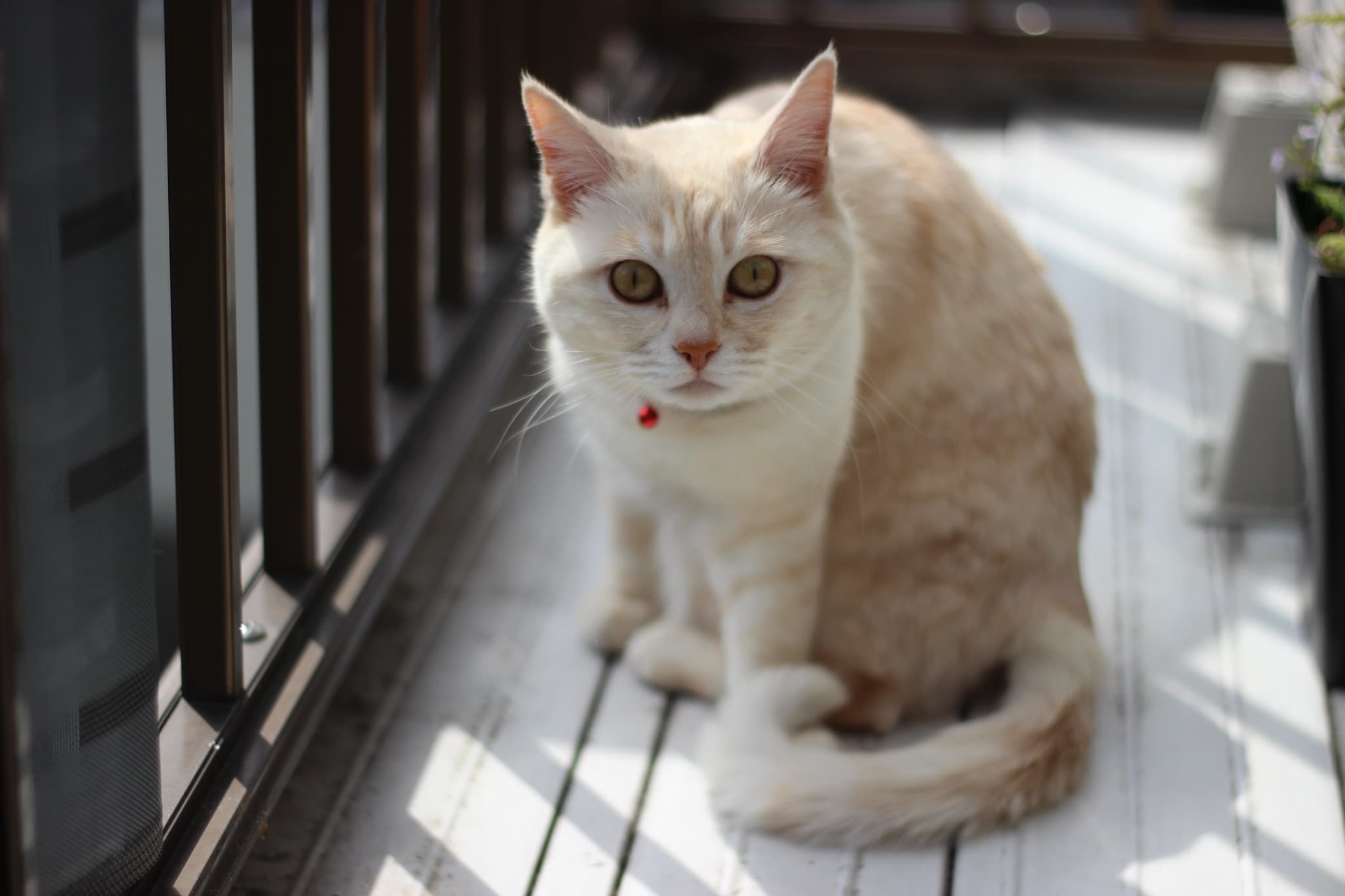 Exploring the Impact of Carnations on Feline Health: Are Carnations Toxic To Cats? 