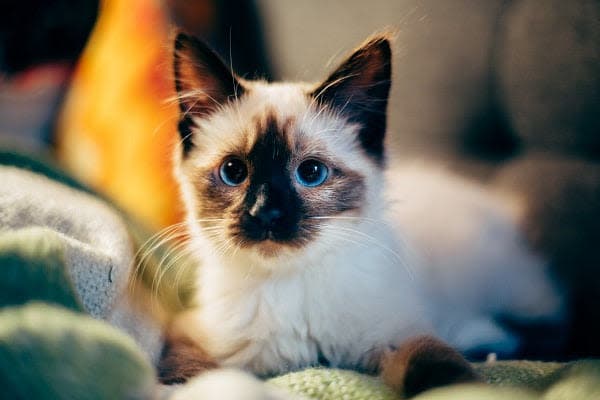 a siamese cat laying on top of a blanket