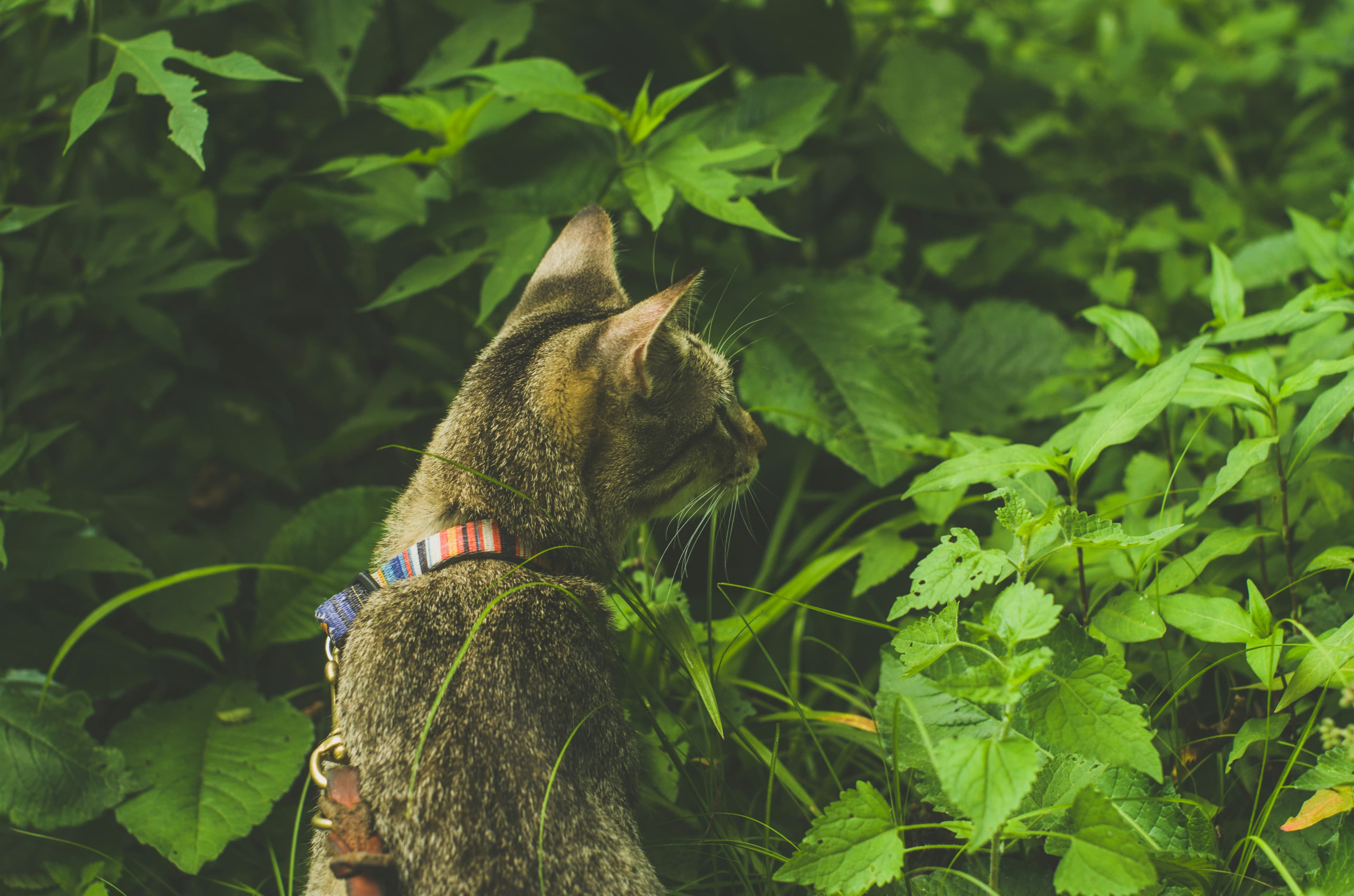 How To Leash Train a Cat