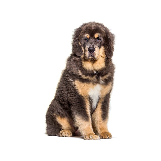 Tibetan Mastiff