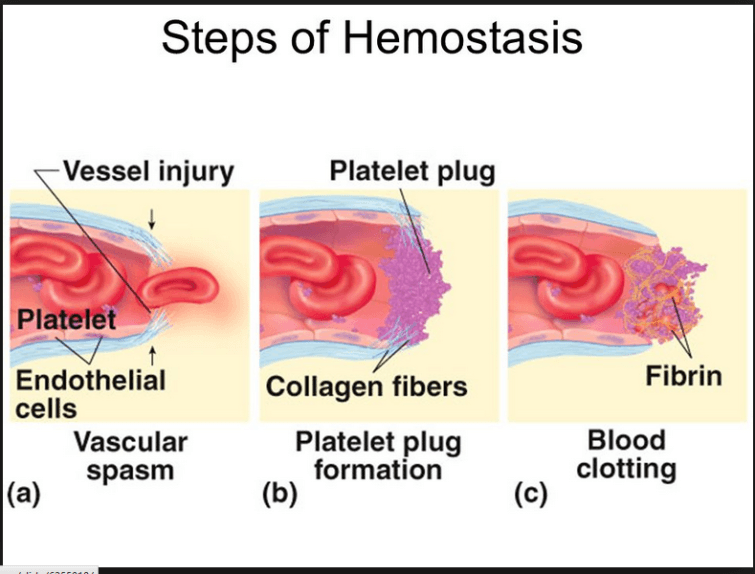 a diagram of the stages of hemostasis