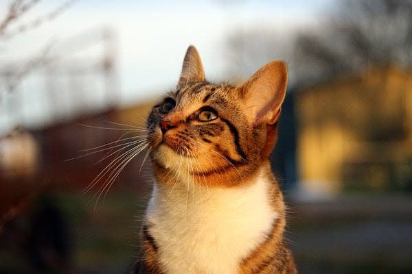 a close up of a cat with a blurry background