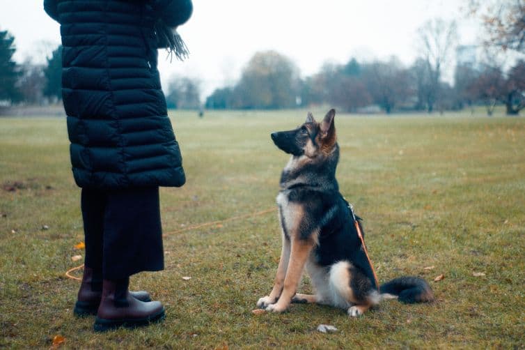 a dog sitting in the grass next to a person